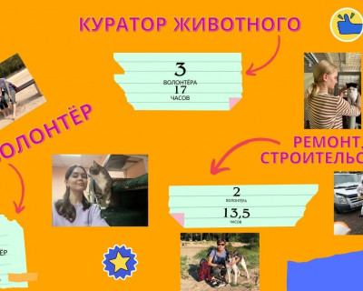 Отчет за 2023 год по акции #ПомогаемПомогать. "Помощь приютам для животных в Санкт-Петербурге и ЛО" pic 3